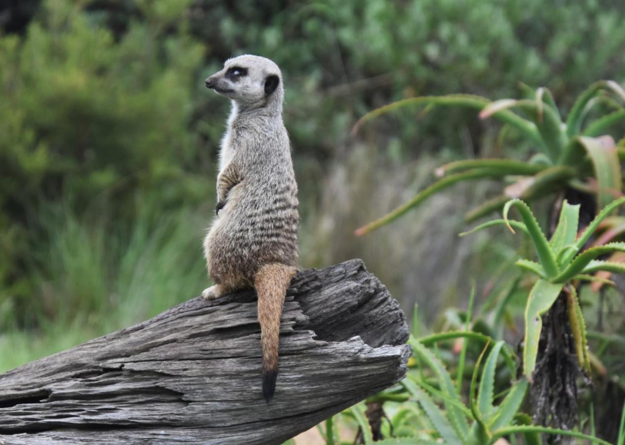 Tenikwa Wildlife Centre & Spa Plettenberg Bay Exterior foto