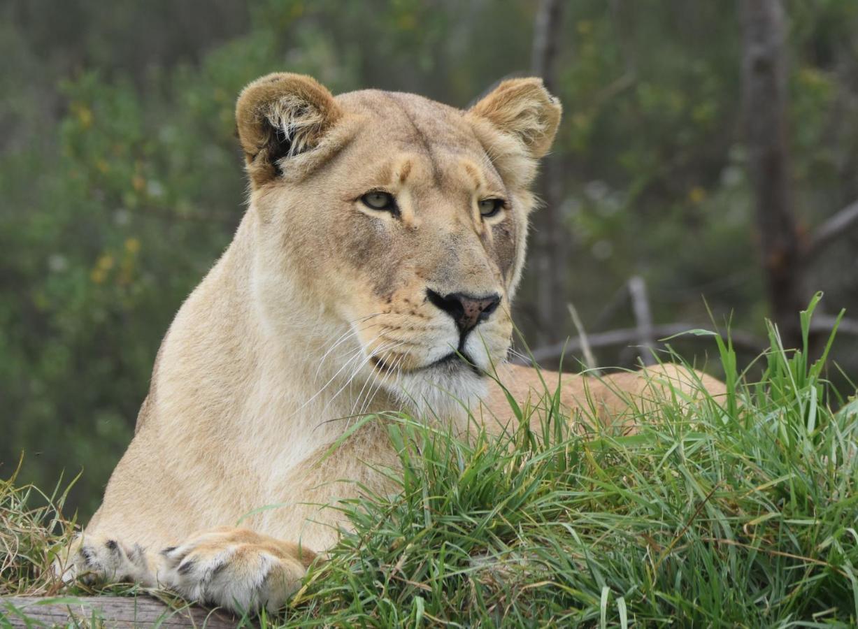 Tenikwa Wildlife Centre & Spa Plettenberg Bay Exterior foto